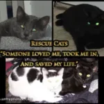 These are a few of the cats that I've had over the years. They are all cats that have been saved from having a short-lived life in a shelter. Animals such as these deserve a nice life and to be cared for.